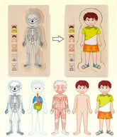 Anatomy Explorer Interactive Human Body Toy
